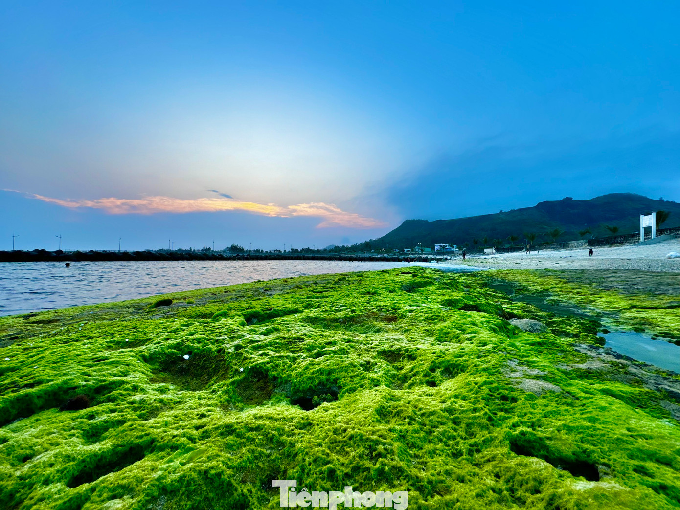 Rêu xanh được dệt như tấm thảm trải dài hàng cây số trên các bãi đá trầm tích núi lửa quanh huyện đảo Lý Sơn. Ảnh: Nguyễn Ngọc.