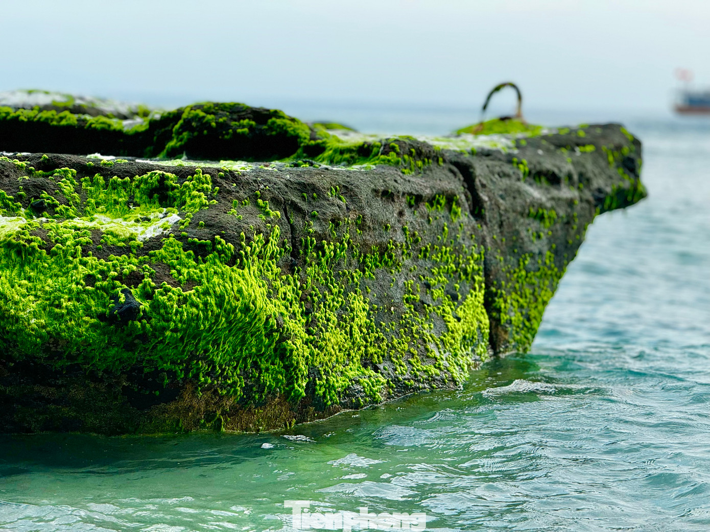 Khi thủy triều rút, các bãi đá biến thành thảm rêu lộ thiên trải dài ra tận mép biển. Ảnh: Nguyễn Ngọc.