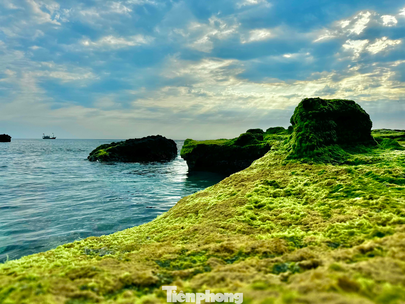 Thảm rêu xanh trên đá núi lửa ở Lý Sơn là món quà thiên nhiên ban tặng, tạo nên vẻ đẹp hoang sơ hiếm có giữa biển khơi. Ảnh: Nguyễn Ngọc.