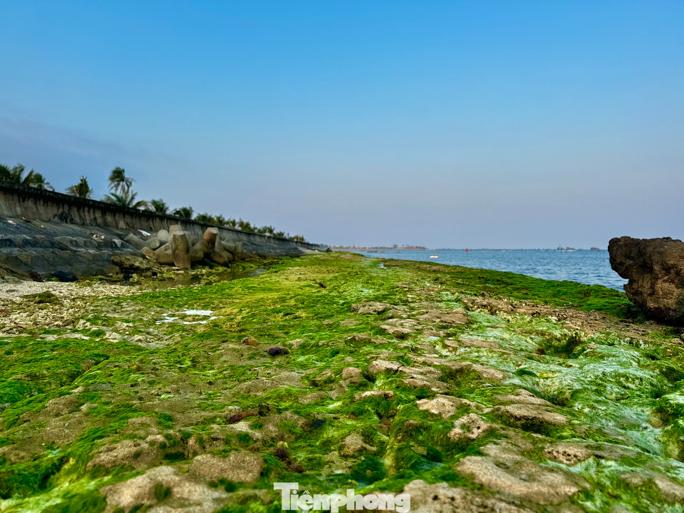 Rêu xanh được dệt như tấm thảm trải dài hàng cây số trên các bãi đá trầm tích núi lửa quanh huyện đảo Lý Sơn. Ảnh: Nguyễn Ngọc.