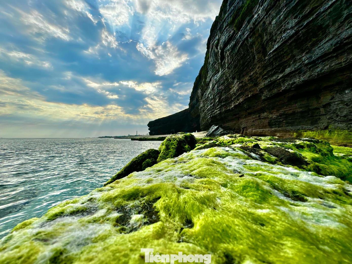 Thảm rêu xanh trên đá núi lửa ở Lý Sơn là món quà thiên nhiên ban tặng, tạo nên vẻ đẹp hoang sơ hiếm có giữa biển khơi. Ảnh: Nguyễn Ngọc.