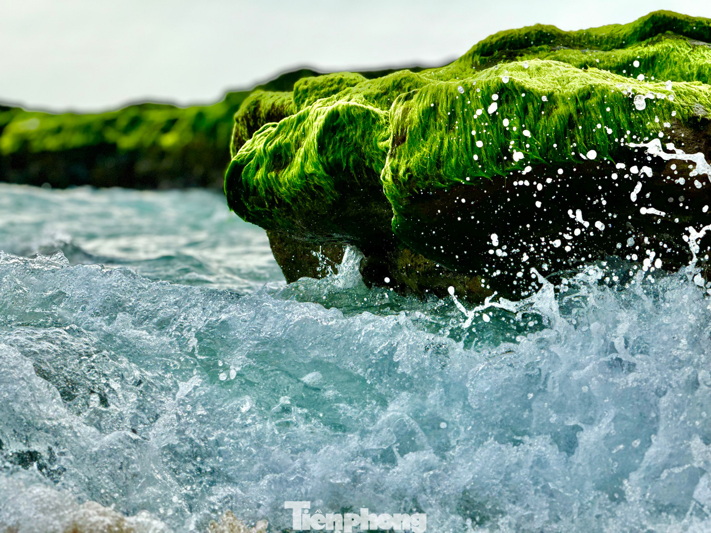 Khi thủy triều rút, các bãi đá biến thành thảm rêu lộ thiên trải dài ra tận mép biển. Ảnh: Nguyễn Ngọc.