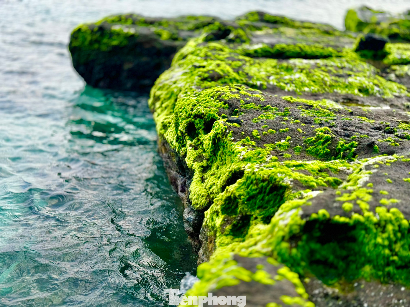 Những thảm rêu xanh mướt. Ảnh: Nguyễn Ngọc.