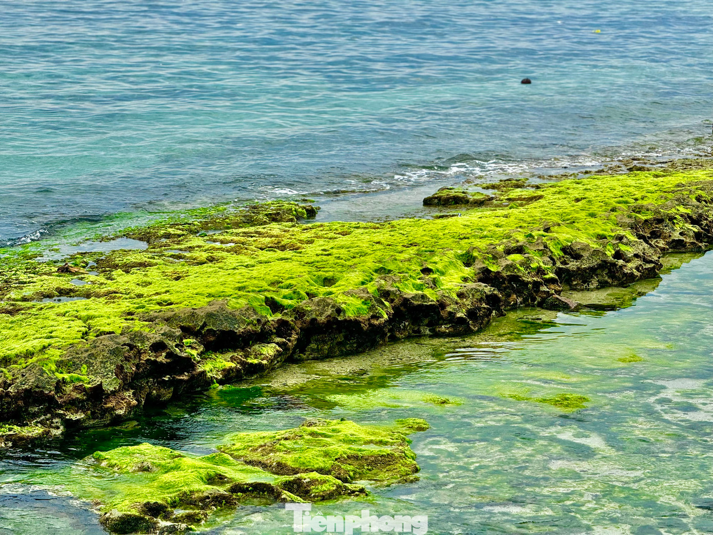 Khi thủy triều rút, các bãi đá biến thành thảm rêu lộ thiên trải dài ra tận mép biển. Ảnh: Nguyễn Ngọc.