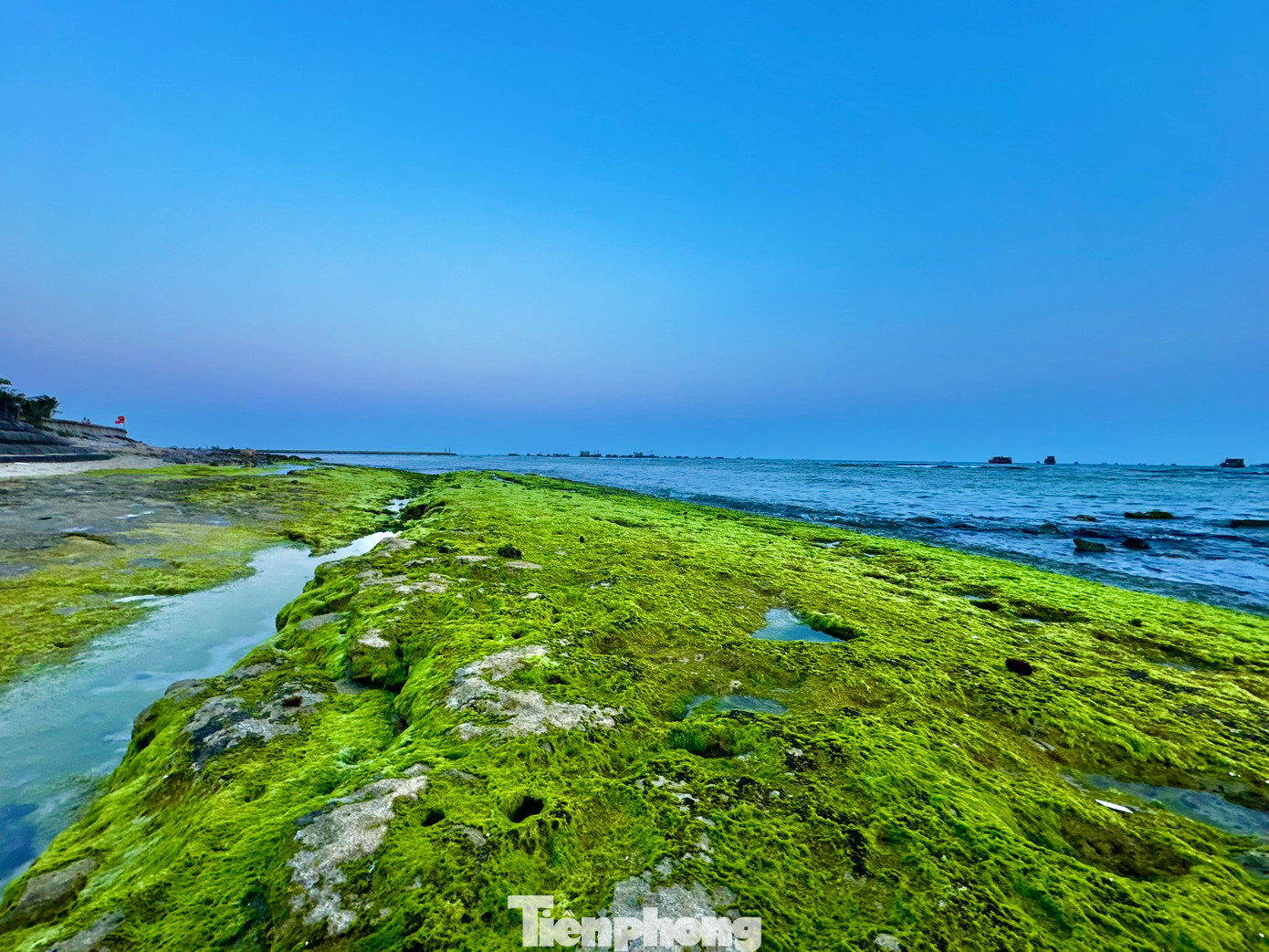 Rêu xanh được dệt như tấm thảm trải dài hàng cây số trên các bãi đá trầm tích núi lửa quanh huyện đảo Lý Sơn. Ảnh: Nguyễn Ngọc.