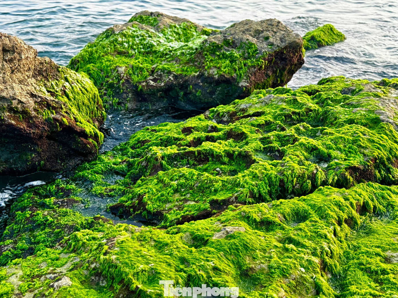 Khi thủy triều rút, các bãi đá biến thành thảm rêu lộ thiên trải dài ra tận mép biển. Ảnh: Nguyễn Ngọc.