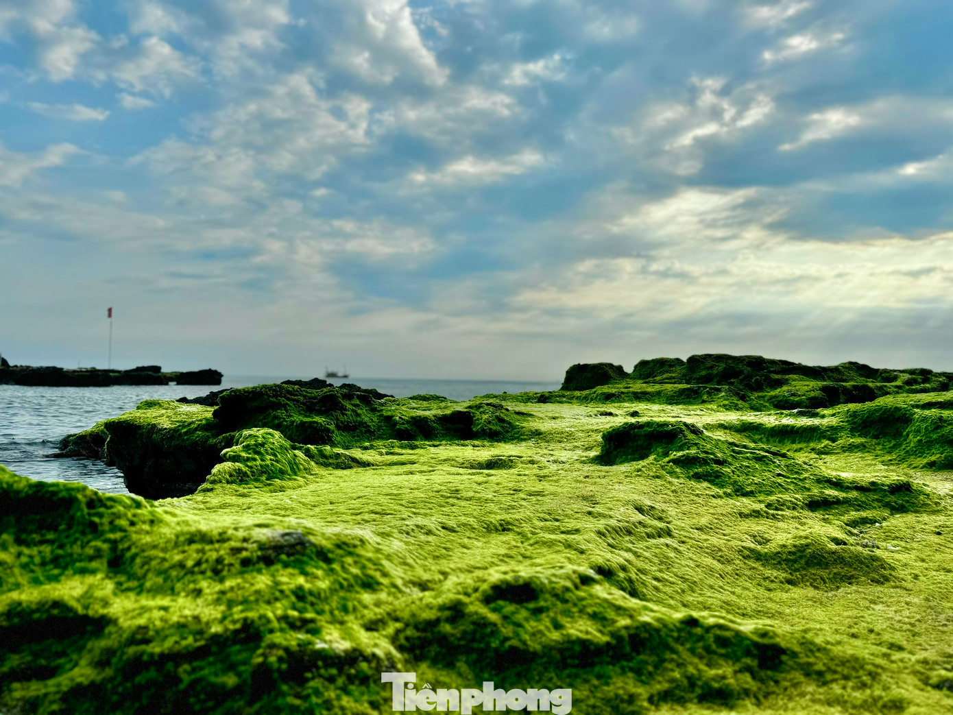 Thảm rêu xanh trên đá núi lửa ở Lý Sơn là món quà thiên nhiên ban tặng, tạo nên vẻ đẹp hoang sơ hiếm có giữa biển khơi. Ảnh: Nguyễn Ngọc.
