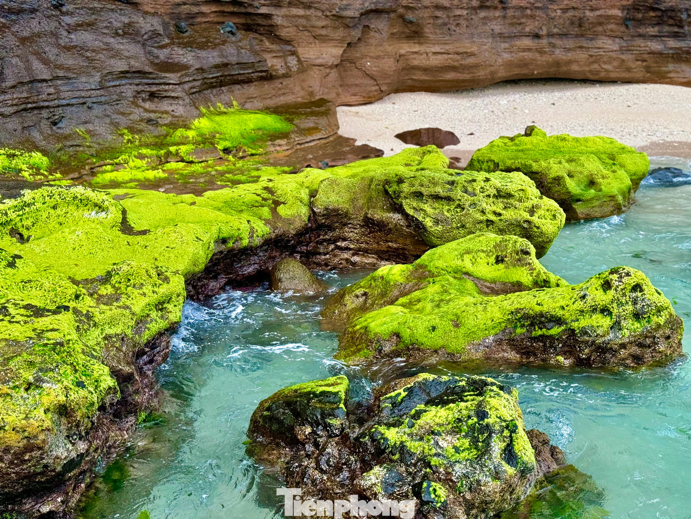 Những thảm rêu xanh mướt. Ảnh: Nguyễn Ngọc.