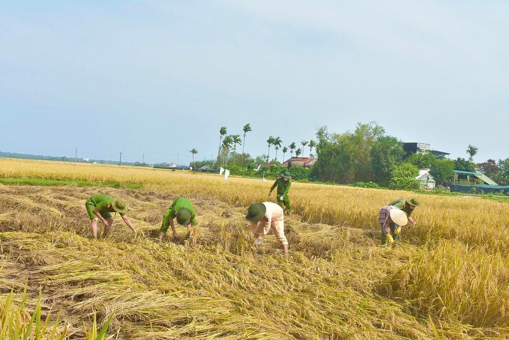 Ông Nguyễn Cần (trú phường Phổ Văn, thị xã Đức Phổ) cho biết, ruộng lúa gia đình đang vào vụ thu hoạch, do ảnh hưởng của đợt mưa lớn vừa qua lúa ngã nằm sát mặt đất ngập nước nên không thể dùng máy gặt đập liên hợp, phải cắt bằng thủ công. Tuy nhiên, nhân công khan hiếm không kiếm được người. Rất may mắn công an xã, phường tới giúp đỡ gia đình, chứ giờ cắt tay không biết bao giờ mới xong, để thêm vài bữa nữa là hư hết.