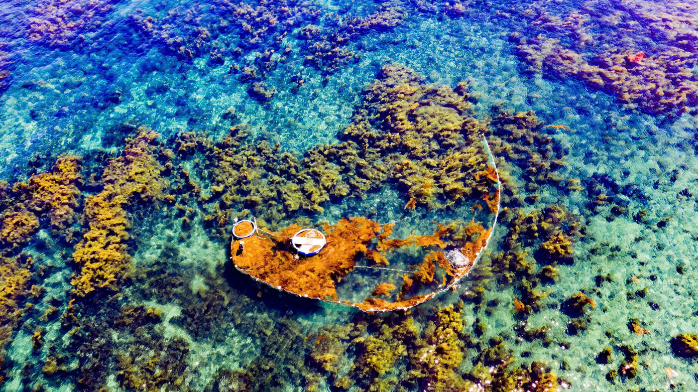 Rong mơ được người dân khai thác hợp lý, đảm bảo môi trường biển. Ảnh: Hải Phong Rong mơ được người dân khai thác hợp lý, đảm bảo môi trường biển. Ảnh: Hải Phong