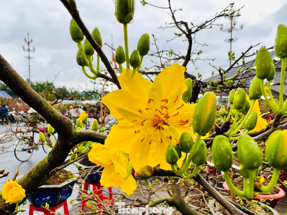“Như các năm trước, đến thời điểm này tôi đã bán hơn một nửa số mai Tết. Tuy nhiên, năm nay thị trường hoa Tết rất ế ẩm. Nguyên do mưa lạnh kéo dài trong nhiều ngày qua, cũng như kinh tế của người dân năm nay khó khăn nên rất ít người đi xem hoa và mua”, anh Vũ bộc bạch.