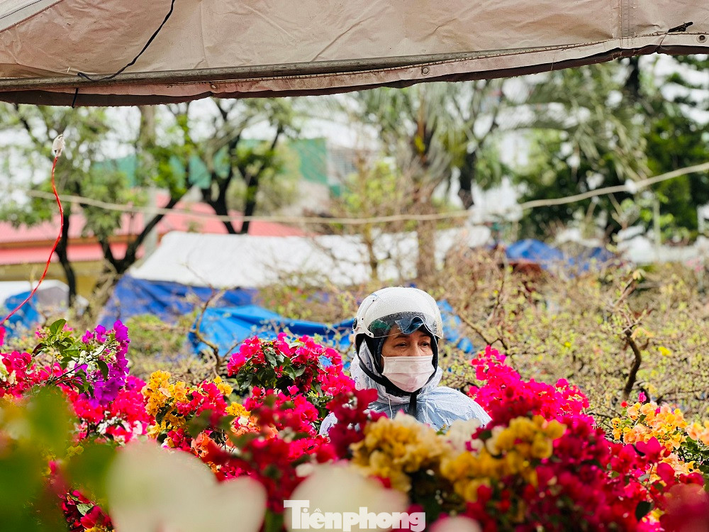Anh Lê Đình Tín (trú thị xã An Nhơn, tỉnh Bình Định) cho biết, anh mang ra chợ hoa Tết ở Quảng Ngãi hơn 200 chậu hoa mai. Mọi năm vào thời điểm này, anh đã bán hết. Nhưng năm nay đến thời điểm này, anh vẫn chưa bán được chậu nào!