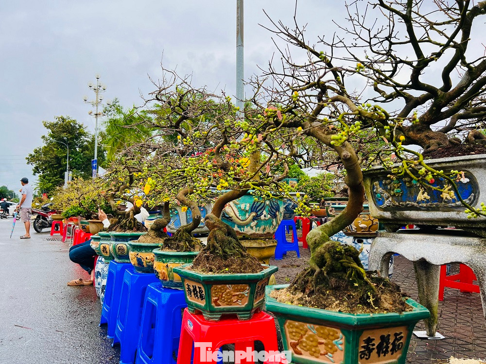 Anh Phạm Ngọc Anh Vũ (trú TP Quảng Ngãi) cho biết, anh bày bán 250 chậu mai ở chợ từ hôm 9/1. Nhưng 9 ngày qua, anh mới chỉ bán được 3 chậu.