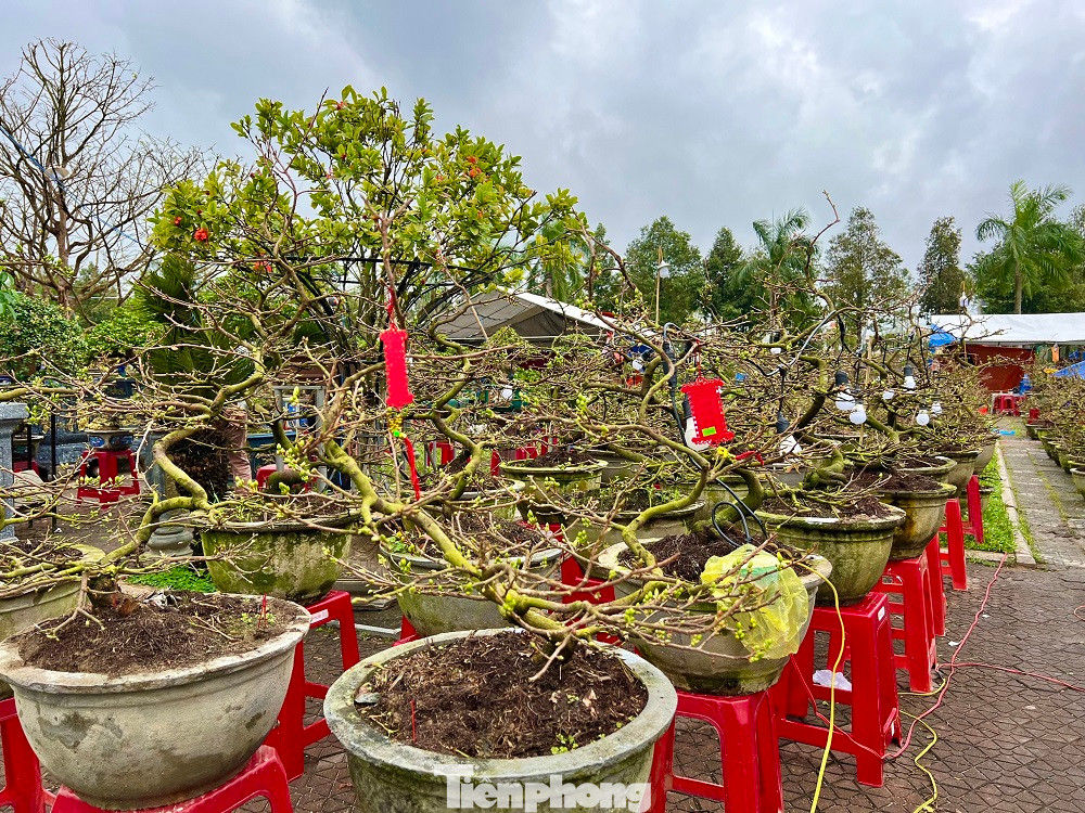 Theo một số người trồng mai, năm nay mưa lạnh kéo dài nên hoa mai không đẹp so với các năm. Hoa mai nở không đúng dịp, một số cây đã nở, một số cây thì không. Bên cạnh đó, khi hoa mai bung nở gặp mưa lạnh, cánh hoa sẽ rũ xuống, không còn giữ vẻ đẹp tự nhiên.