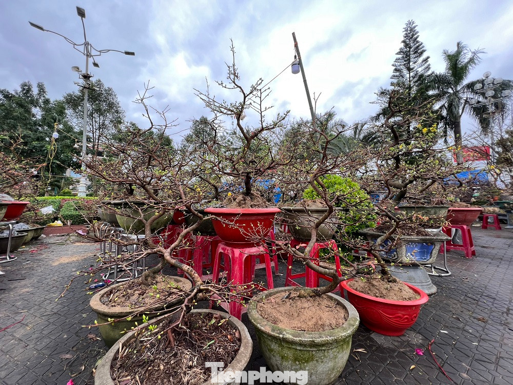 Theo một số người trồng mai, năm nay mưa lạnh kéo dài nên hoa mai không đẹp so với các năm. Hoa mai nở không đúng dịp, một số cây đã nở, một số cây thì không. Bên cạnh đó, khi hoa mai bung nở gặp mưa lạnh, cánh hoa sẽ rũ xuống, không còn giữ vẻ đẹp tự nhiên.