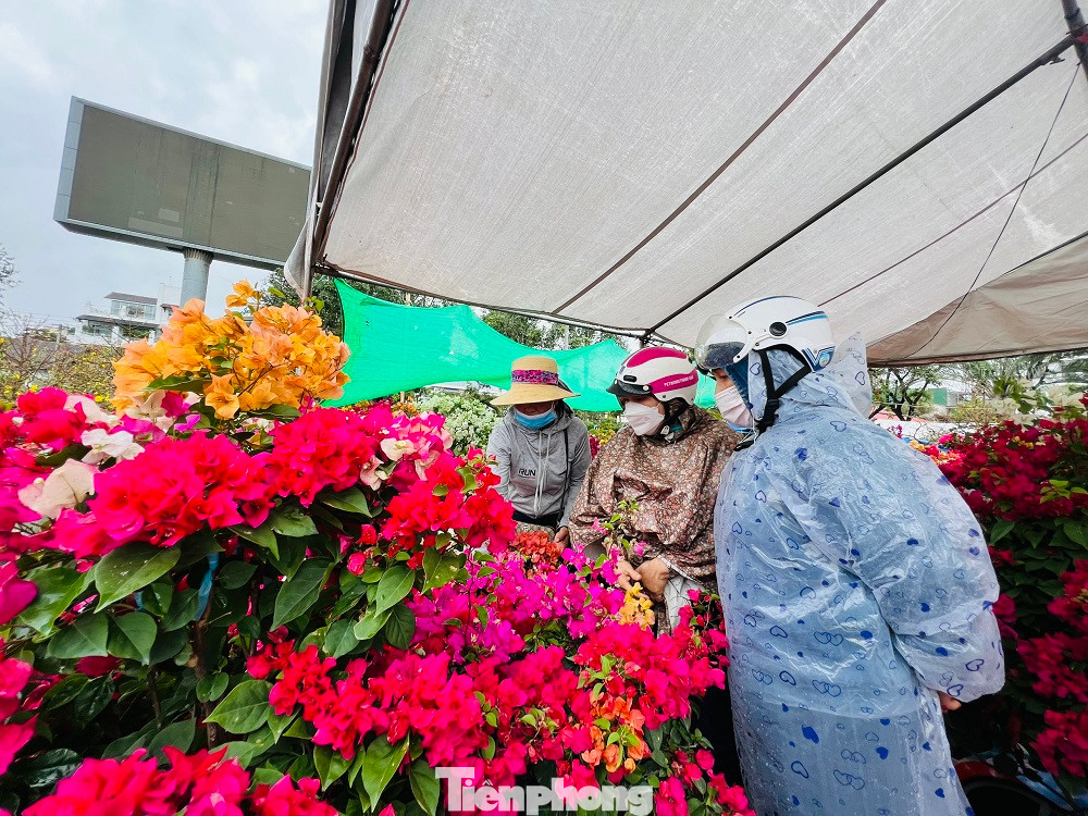 Anh Lê Đình Tín (trú thị xã An Nhơn, tỉnh Bình Định) cho biết, anh mang ra chợ hoa Tết ở Quảng Ngãi hơn 200 chậu hoa mai. Mọi năm vào thời điểm này, anh đã bán hết. Nhưng năm nay đến thời điểm này, anh vẫn chưa bán được chậu nào!