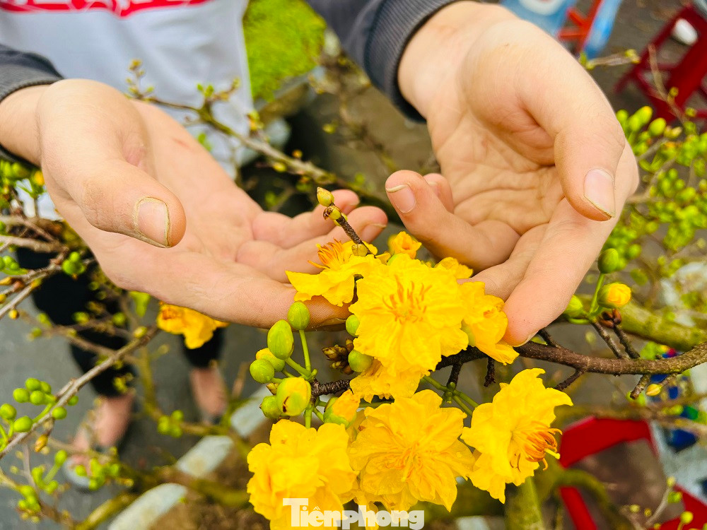 “Như các năm trước, đến thời điểm này tôi đã bán hơn một nửa số mai Tết. Tuy nhiên, năm nay thị trường hoa Tết rất ế ẩm. Nguyên do mưa lạnh kéo dài trong nhiều ngày qua, cũng như kinh tế của người dân năm nay khó khăn nên rất ít người đi xem hoa và mua”, anh Vũ bộc bạch.