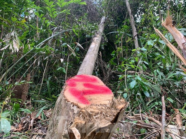 Nhiều cây rừng bị đốn hạ - ảnh chụp vào tháng 5/2021