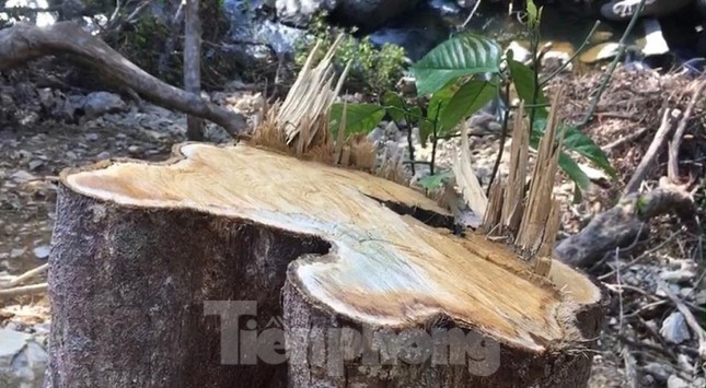 Mặc dù, lực lượng chức năng đã cắm nhiều biển cảnh báo: “Rừng phòng hộ, cấm chặt phá đốt rừng, lấn chiếm đất rừng, đào bới đất rừng” nhưng ngay bên những biển cảnh báo là hàng loạt cây rừng ngã đổ, đất đá bị đào bới tan hoang để phục vụ thi công. Ảnh cây rừng bị đốn hạ chụp tháng 5/2021.