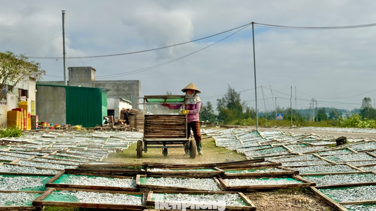 Phần lớn cá cơm sau khi được đánh bắt sẽ được các cơ sở hấp cá trong và ngoài địa phương thu mua để làm cá cơm khô hoặc muối làm nước mắm. Ảnh: Nguyễn Ngọc