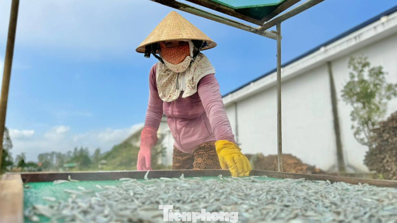 Được biết, hiện toàn xã Tịnh Kỳ (TP. Quảng Ngãi) có khoảng 40 tàu cá hành nghề khai thác cá cơm, với gần 200 lao động. Nhiều tàu cá liên tục trúng đậm các mẻ cá cơm đã giúp bà con có thêm thu nhập, ăn Tết Nguyên đán Ất Tỵ 2025 no ấm.