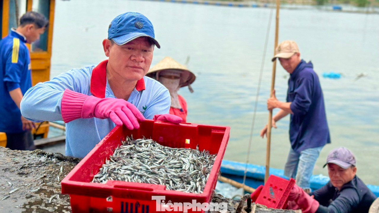 Anh Phạm Ngọc Trưng (trú xã Tịnh Kỳ) cho biết: Mấy ngày gần đây, ngày nào tàu của anh cũng trúng cá cơm. Giá cá hiện tại tương đối cao nên bình quân mỗi đêm, tàu của anh thu về từ 20 -30 triệu đồng. Ảnh: Nguyễn Ngọc
