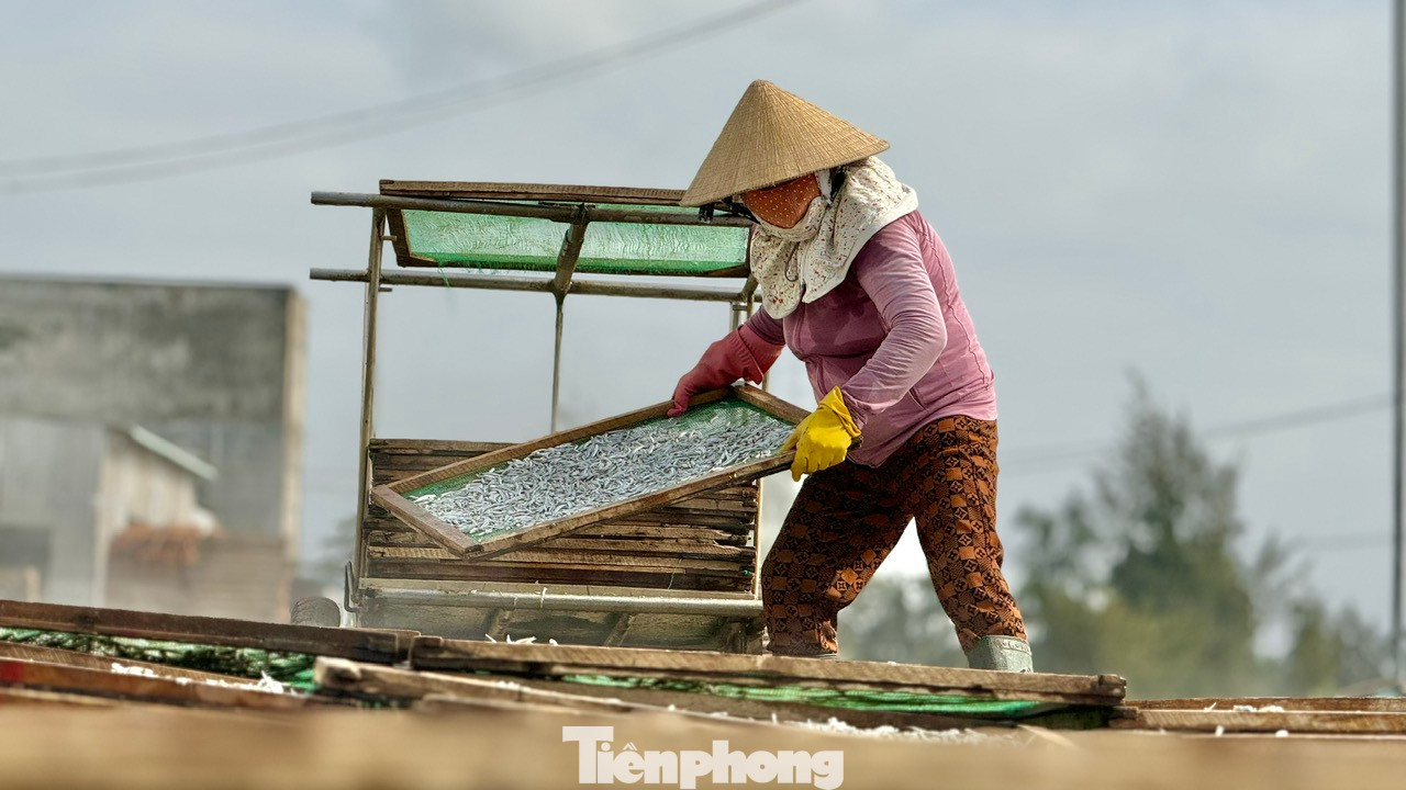 Được biết, hiện toàn xã Tịnh Kỳ (TP. Quảng Ngãi) có khoảng 40 tàu cá hành nghề khai thác cá cơm, với gần 200 lao động. Nhiều tàu cá liên tục trúng đậm các mẻ cá cơm đã giúp bà con có thêm thu nhập, ăn Tết Nguyên đán Ất Tỵ 2025 no ấm.
