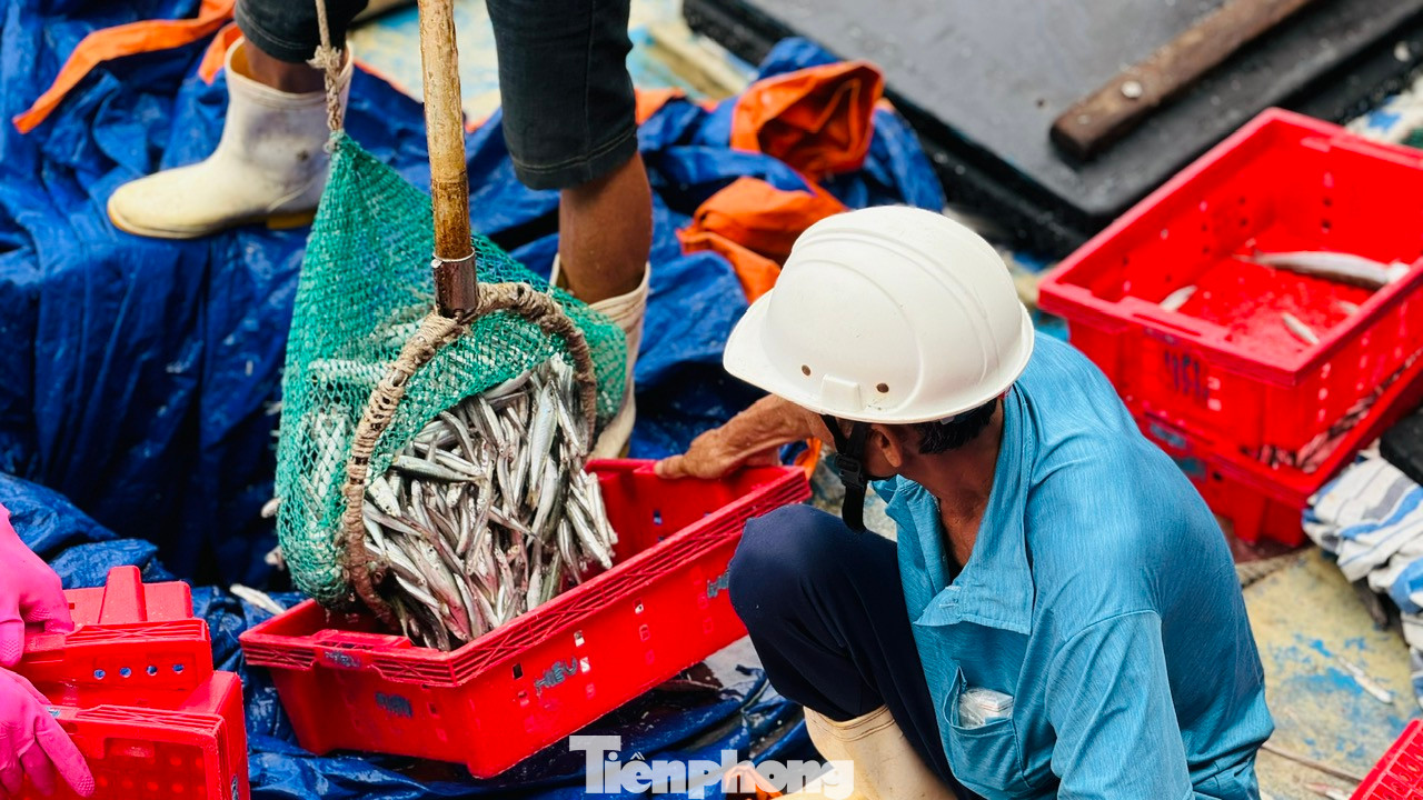 Khoảng 14h, các tàu đánh bắt cá cơm nổ máy vươn khơi cách bờ khoảng 12- 15 hải lý. Đến sáng hôm sau, tàu quay về bờ. Trung bình sau một đêm, mỗi tàu có thể khai thác được từ 5 - 7 tấn cá cơm. Với giá dao động từ 10.000 đồng - 15.000 đồng/kg, tùy vào chất lượng cá mà mỗi tàu có thể thu về hàng chục triệu đồng. Ảnh: Nguyễn Ngọc