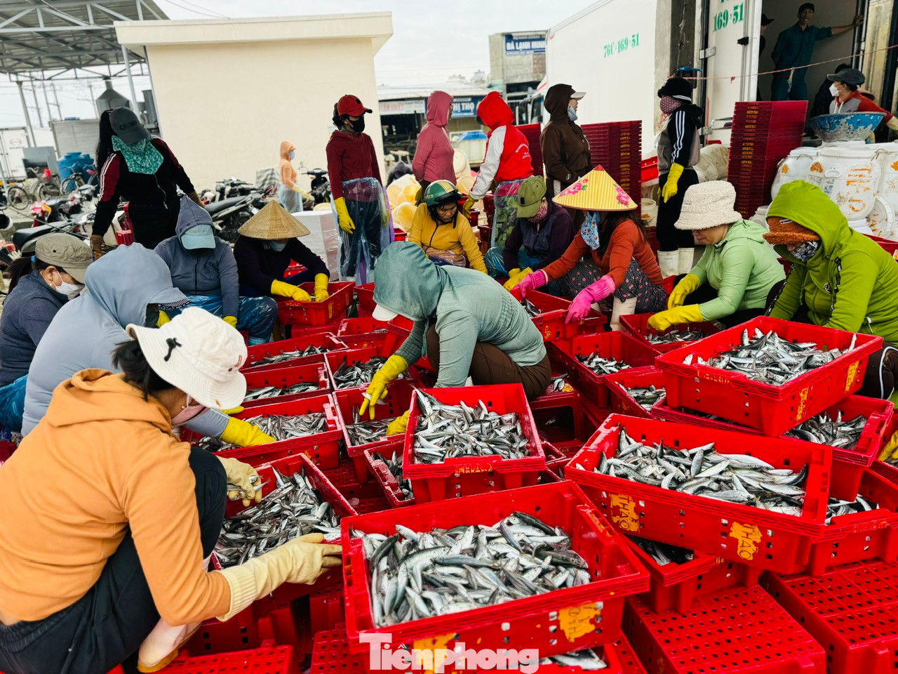 Niềm vui của các chủ tàu cũng chính là niềm vui của những lao động thời vụ tại cảng. Nhờ việc vận chuyển, phân loại cá, mỗi người sẽ có mức thu nhập từ 400.000 – 500.000 đồng/ngày. Ảnh: Nguyễn Ngọc