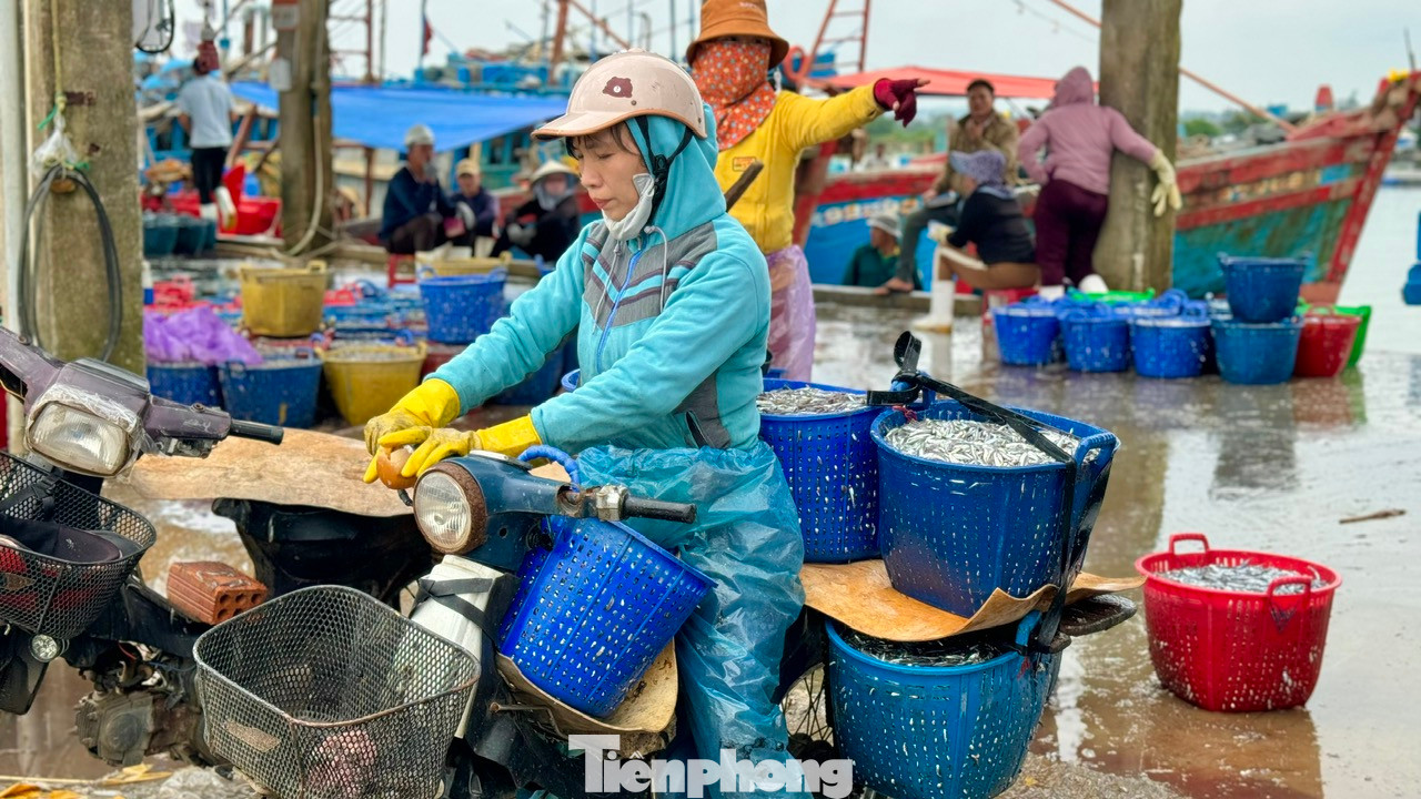 Cá cơm được thương lái thu mua mang lên chợ bán. Ảnh: Nguyễn Ngọc