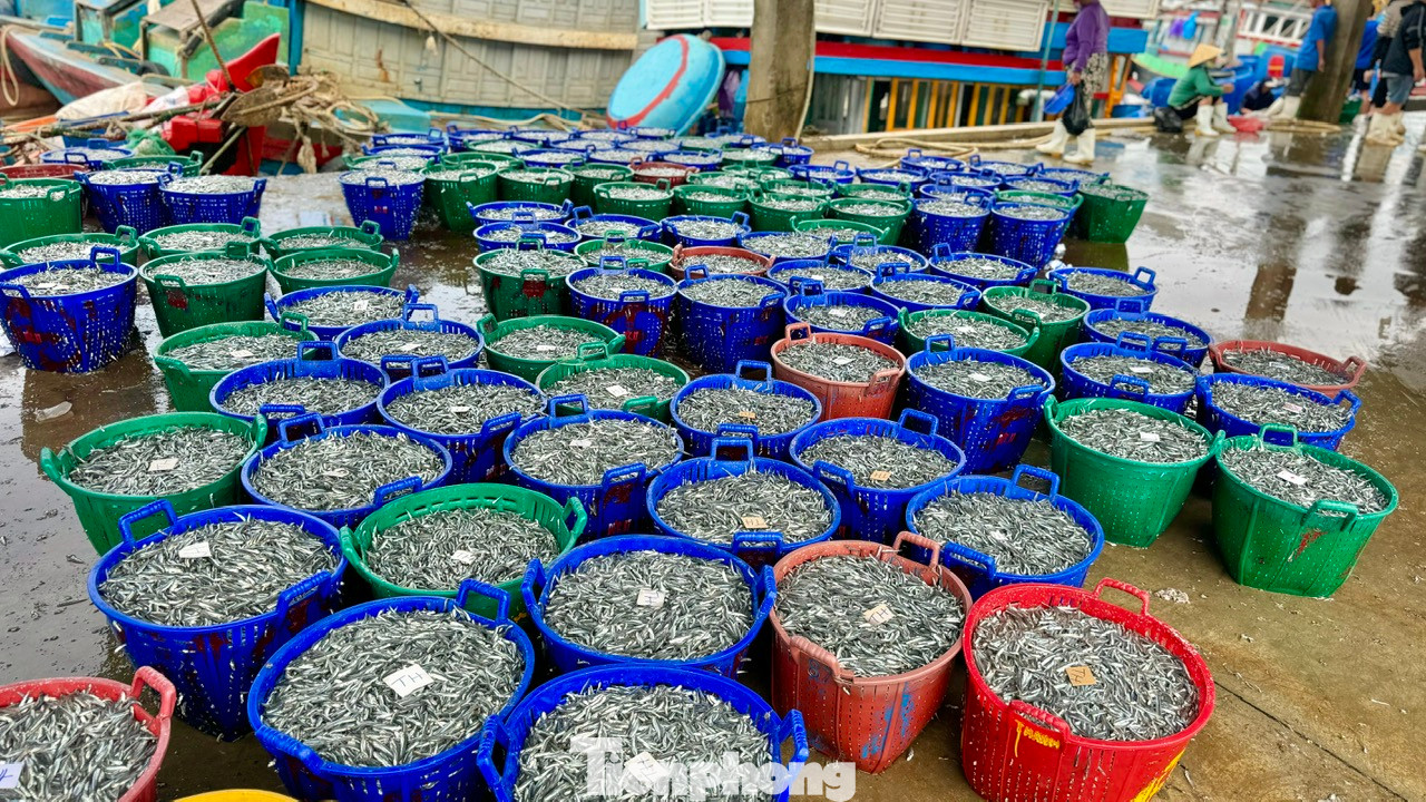 Cá cơm vừa lên bờ đã được các thương lái đặt mua nhanh chóng. Ảnh: Nguyễn Ngọc