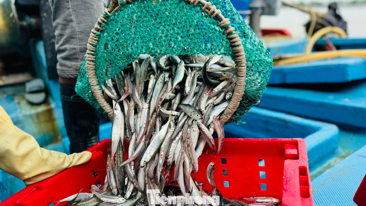 Theo các ngư dân, mùa cá cơm bắt đầu từ giữa tháng 12/2024 và kéo dài cho đến tháng 3/2025. Ảnh: Nguyễn Ngọc