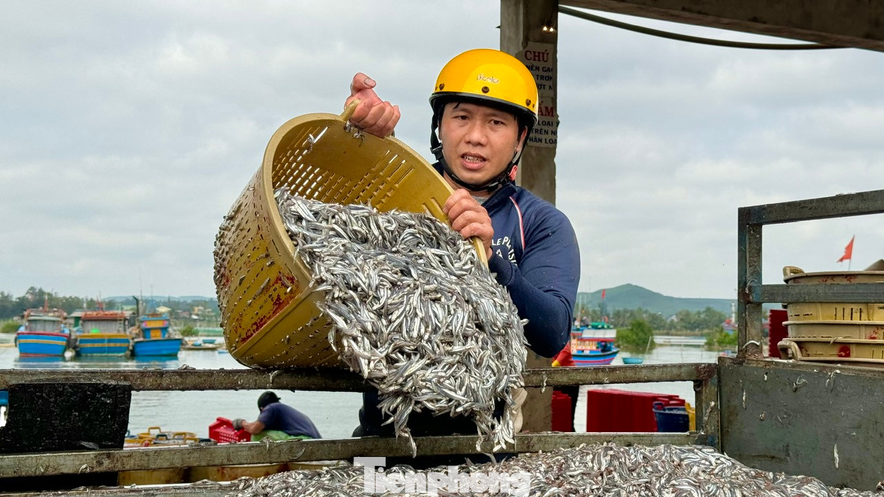 Chị Phạm Thị Như Nguyệt (trú thôn An Kỳ, xã Tịnh Kỳ) chia sẻ, dịp cuối năm, chị cùng các phụ nữ trong thôn lập thành tổ để bốc cá cho các tàu. Đợt này lượng tàu cập bến nhiều và trúng đậm, nên mỗi chị em cũng kiếm được khoảng 500.000 đồng/ngày nhờ đó mà có thêm tiền để trang trải cuộc sống, đón Tết ấm no. Ảnh: Nguyễn Ngọc