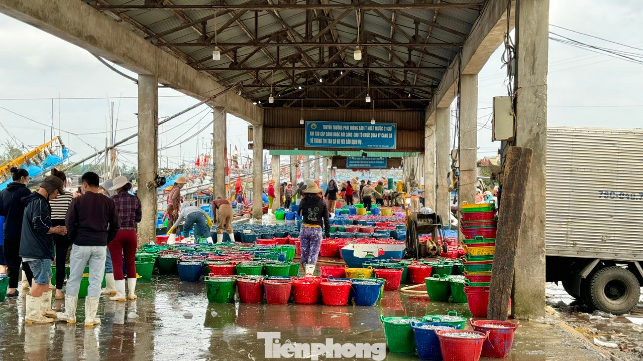 Gặp được nhiều luồng cá cơm, nên hầu hết các tàu đều bội thu. Được mùa cá cơm, giá bán cũng ổn định, khiến ngư dân rất phấn khởi trong những ngày giáp Tết. Ảnh: Nguyễn Ngọc