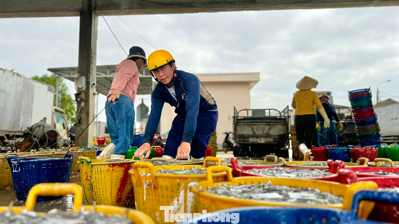 “Cá cơm đi theo luồng, nên trúng luồng cá là trúng đậm. Biển cả lúc được lúc mất, nhưng sau mỗi đêm, ít nhất ngư dân cũng bỏ túi 1 triệu đồng, nhờ đó anh em bạn thuyền ai cũng vui mừng khi có thêm khoản thu nhập để trang trải trong dịp Tết”, anh Trưng bộc bạch. Ảnh: Nguyễn Ngọc