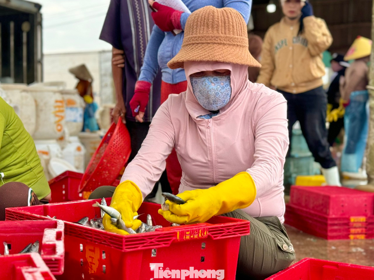 Niềm vui của các chủ tàu cũng chính là niềm vui của những lao động thời vụ tại cảng. Nhờ việc vận chuyển, phân loại cá, mỗi người sẽ có mức thu nhập từ 400.000 – 500.000 đồng/ngày. Ảnh: Nguyễn Ngọc