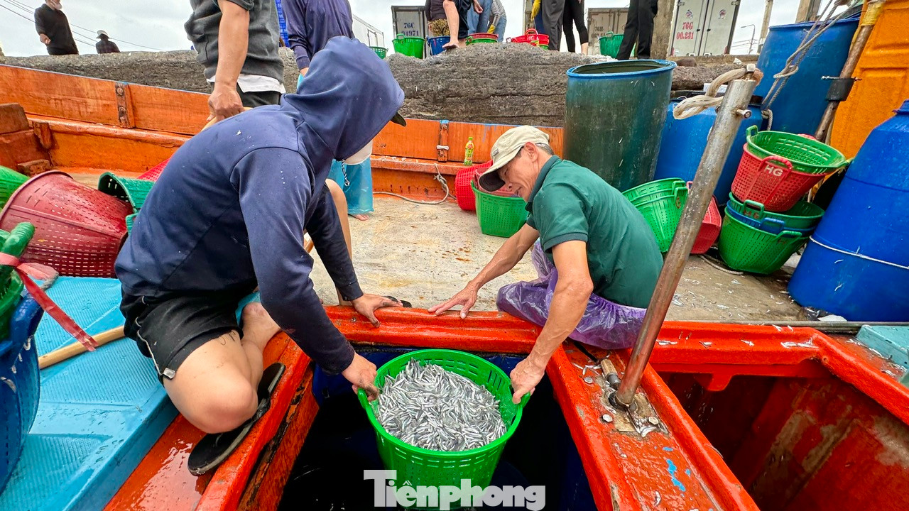 “Tuy nhiên nghề đánh bắt cá cơm rất vất vả, bởi ngư dân phải làm việc trắng đêm, nhưng bù lại cá nhiều, giá ổn định, nên ngư dân rất phấn khởi. Hi vọng trong những ngày tới, thời tiết ổn định để ngư dân vươn khơi, kiếm thêm thu nhập trang trải dịp Tết”, anh Hùng nói. Ảnh: Nguyễn Ngọc