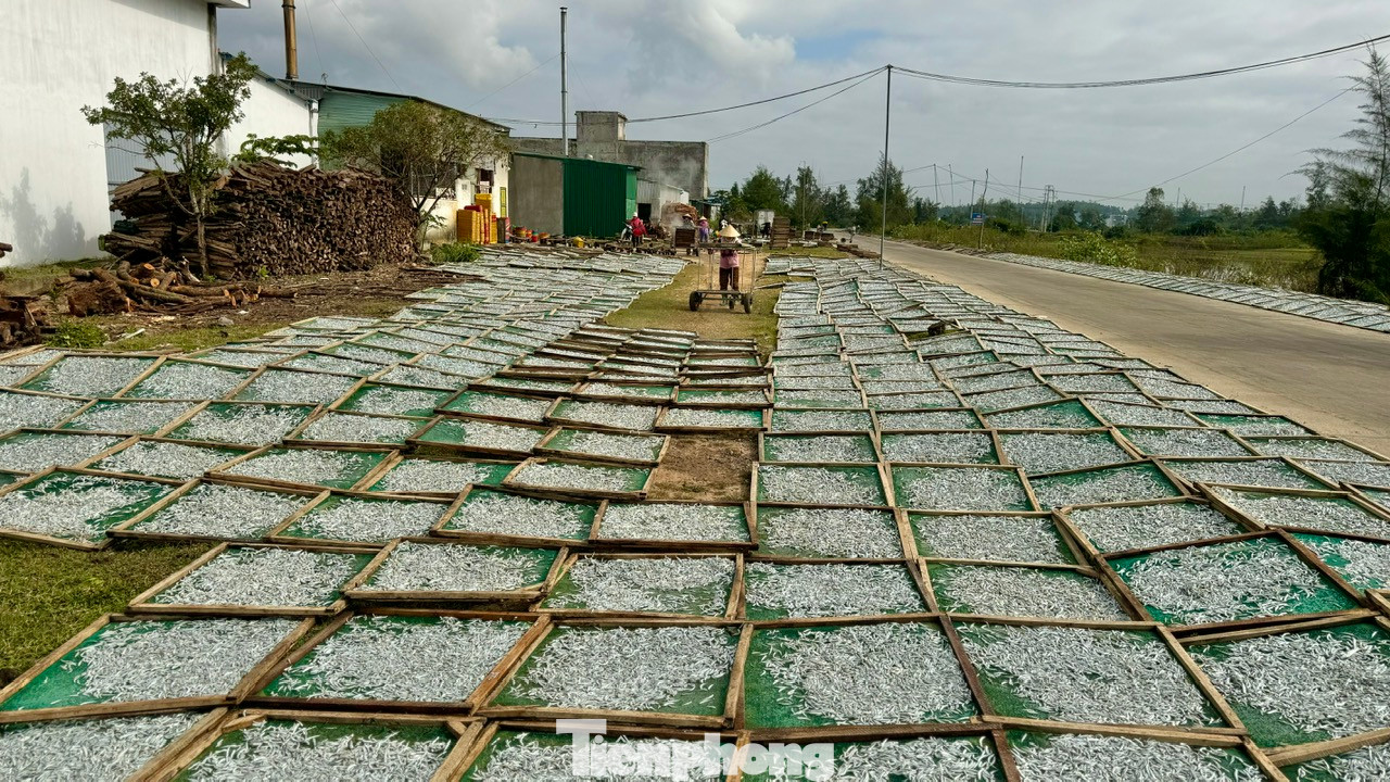 Những khay cá cơm được phơi khắp sân. Ảnh: Nguyễn Ngọc