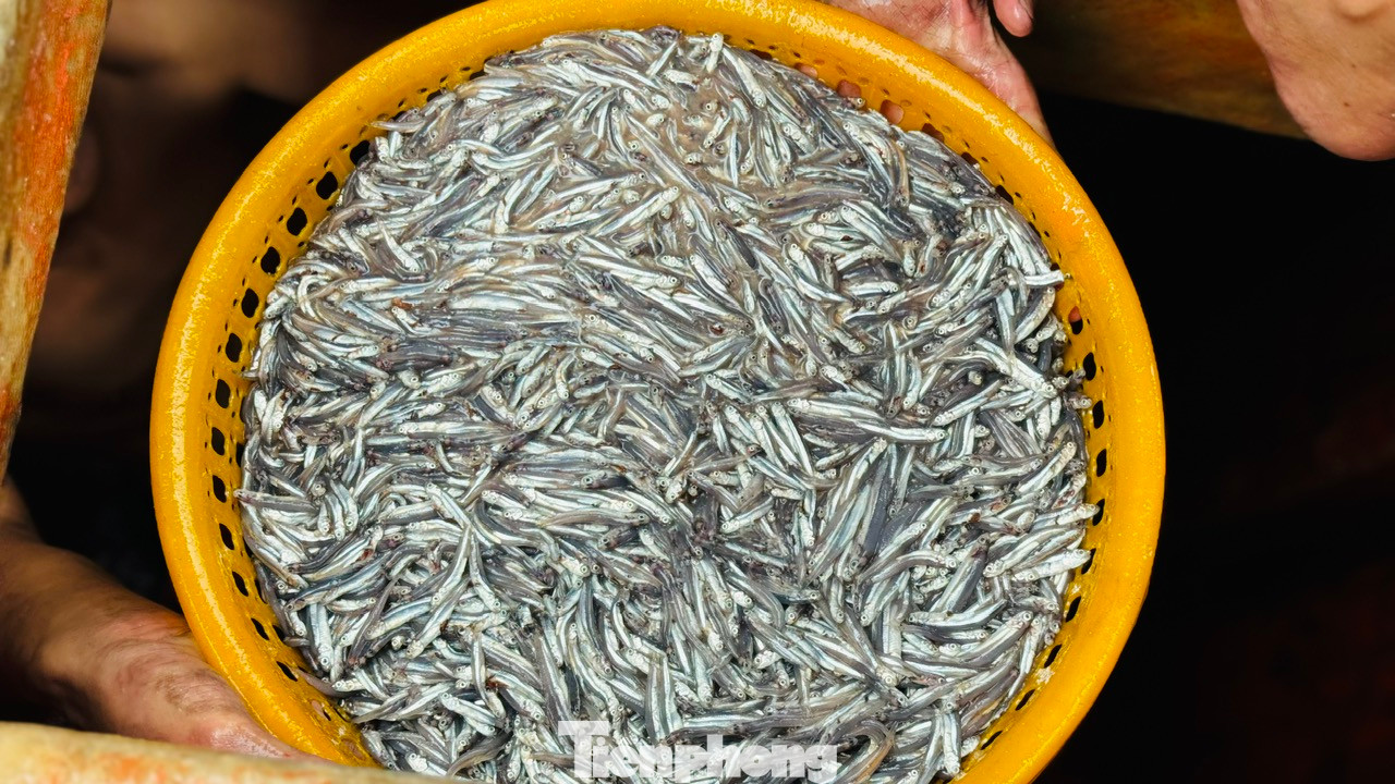 Theo các ngư dân, mùa cá cơm bắt đầu từ giữa tháng 12/2024 và kéo dài cho đến tháng 3/2025. Ảnh: Nguyễn Ngọc