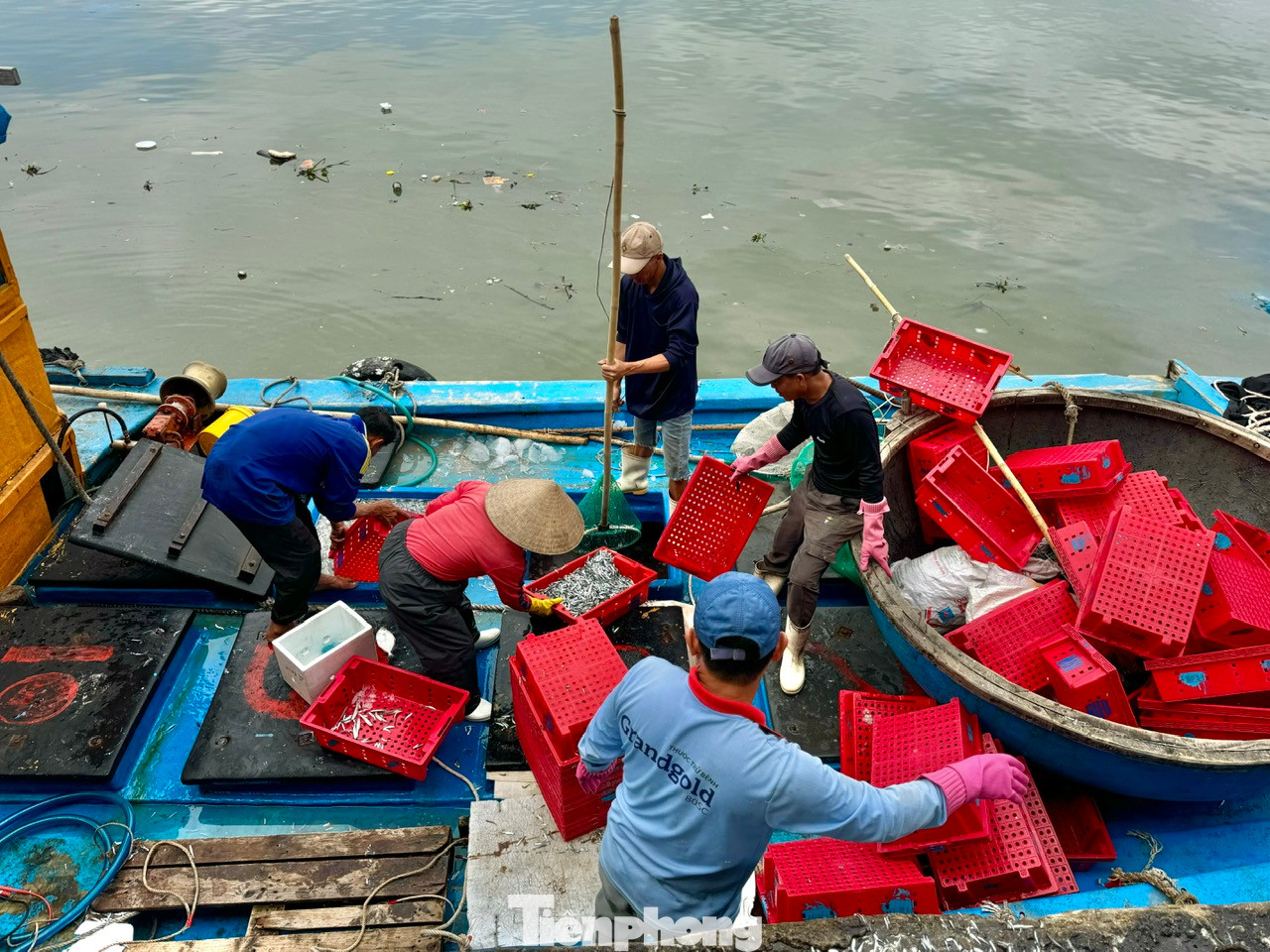 Anh Huỳnh Tấn Hùng - chủ tàu cá QNg 11195 TS (trú xã Tịnh Kỳ, TP. Quảng Ngãi) cho biết, sau một đêm ra khơi, anh cùng 8 thuyền viên khác khai thác được 5 tấn cá cơm. Với giá như hiện nay, bán được khoảng 70 triệu. Sau khi trừ các khoản chi phí mỗi thuyền viên được chia từ 2,5 - 3 triệu đồng. Ảnh: Nguyễn Ngọc