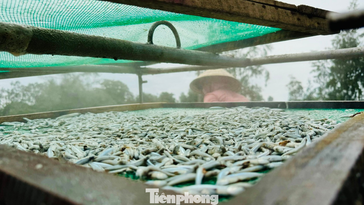 Được biết, hiện toàn xã Tịnh Kỳ (TP. Quảng Ngãi) có khoảng 40 tàu cá hành nghề khai thác cá cơm, với gần 200 lao động. Nhiều tàu cá liên tục trúng đậm các mẻ cá cơm đã giúp bà con có thêm thu nhập, ăn Tết Nguyên đán Ất Tỵ 2025 no ấm.