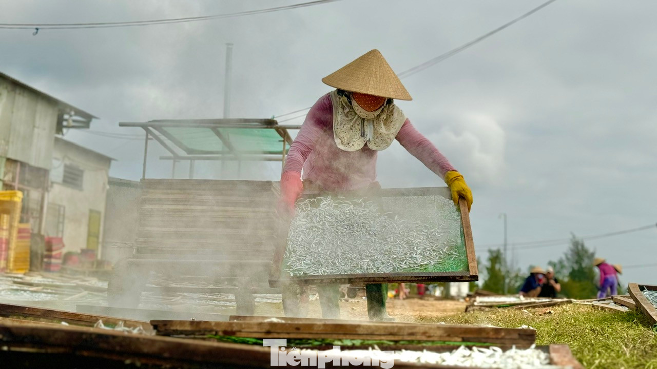 Khoảng 3kg cá tươi sẽ làm được 1kg cá khô. Cá cơm khô được xuất bán trong cả nước và cả nước ngoài. Ảnh: Nguyễn Ngọc