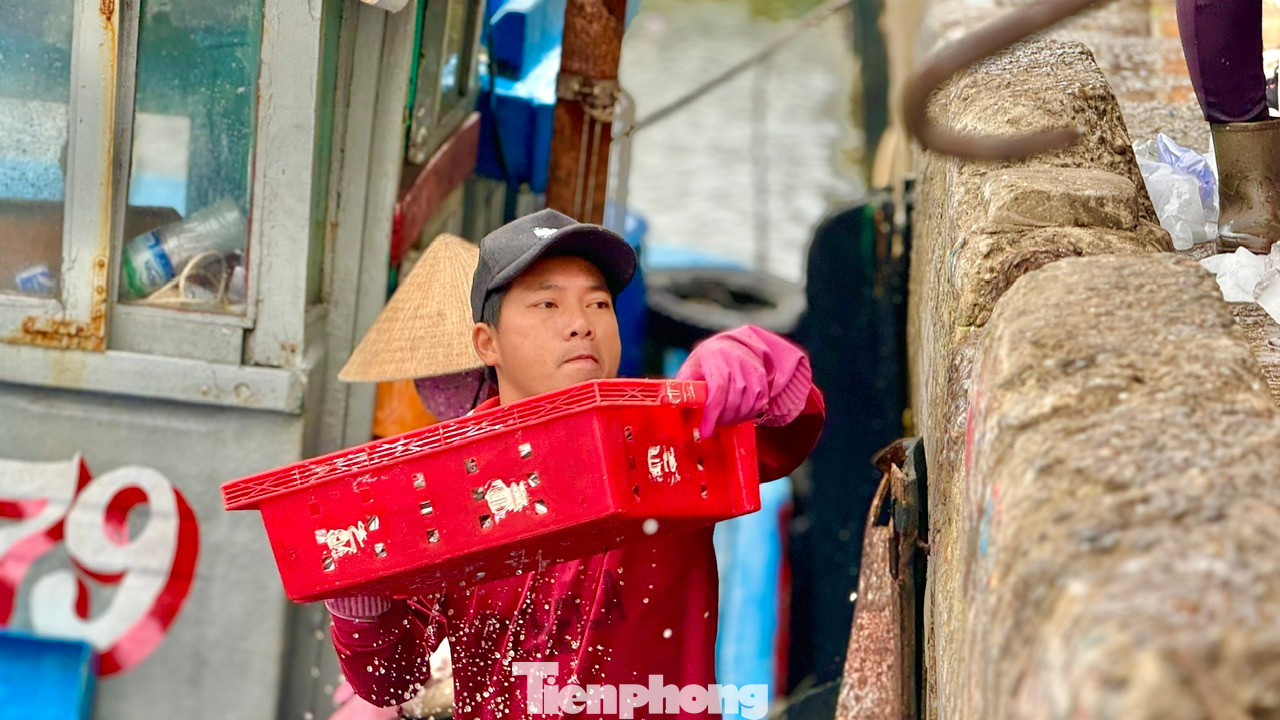 Anh Phạm Ngọc Trưng (trú xã Tịnh Kỳ) cho biết: Mấy ngày gần đây, ngày nào tàu của anh cũng trúng cá cơm. Giá cá hiện tại tương đối cao nên bình quân mỗi đêm, tàu của anh thu về từ 20 -30 triệu đồng. Ảnh: Nguyễn Ngọc