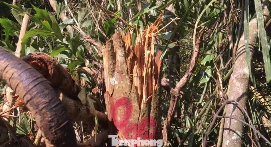 Mặc dù cơ quan chức năng đã cắm biển báo, tuy nhiên đơn vị thi công vẫn tiến hành đốn hạ. Ảnh: Nguyễn Ngọc