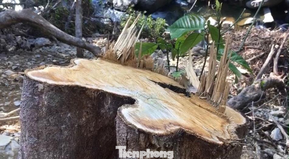 Nhiều cây lớn trong khu vực rừng phòng hộ bị cưa đổ. Ảnh: Nguyễn Ngọc