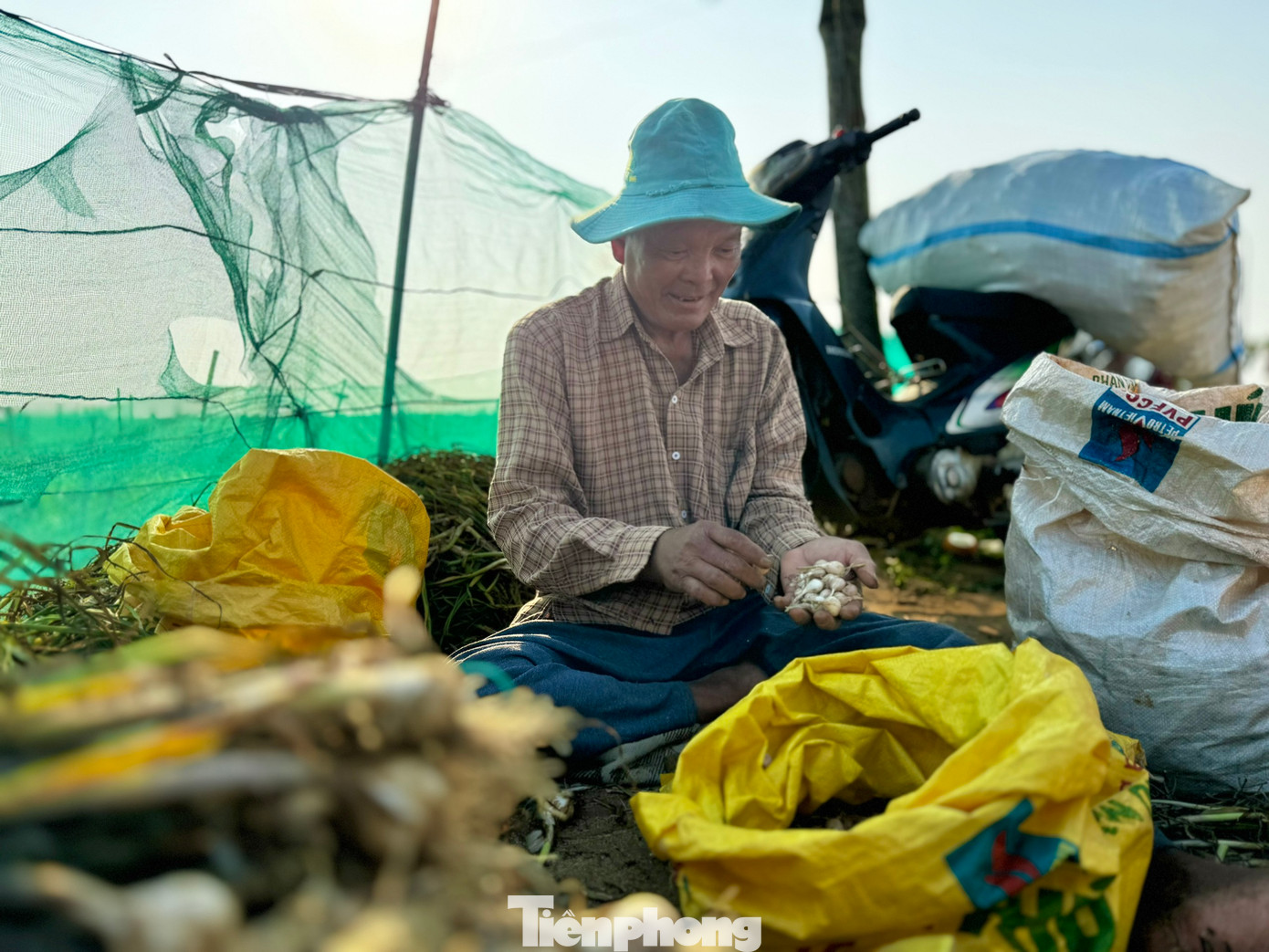 Trung bình mỗi sào (500 m2) nông dân chỉ thu được 0,5-1 kg tỏi "cô đơn".