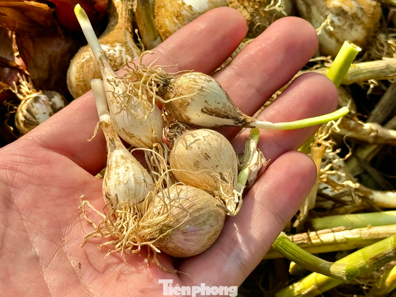 Tuy nhiên, giữa niềm vui đó, tỏi “mồ côi” còn gọi là tỏi “cô đơn”, một loại đặc sản quý hiếm của đảo lại cực kỳ khan hiếm.