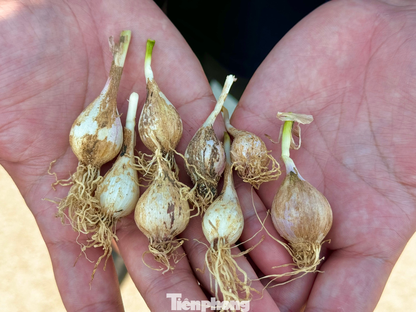 Tuy nhiên, giữa niềm vui đó, tỏi “mồ côi” còn gọi là tỏi “cô đơn”, một loại đặc sản quý hiếm của đảo lại cực kỳ khan hiếm.