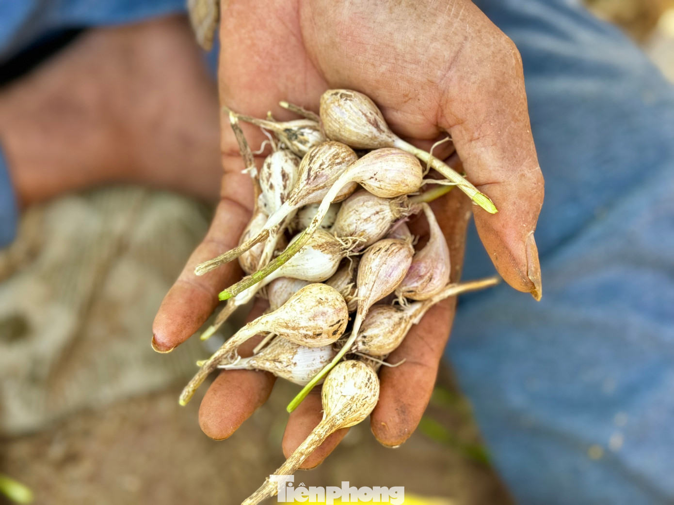 Tuy nhiên, giữa niềm vui đó, tỏi “mồ côi” còn gọi là tỏi “cô đơn”, một loại đặc sản quý hiếm của đảo lại cực kỳ khan hiếm.