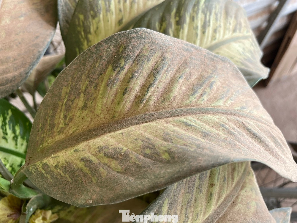 Bụi bám đầy vật dụng trong nhà. Ảnh: Nguyễn Ngọc